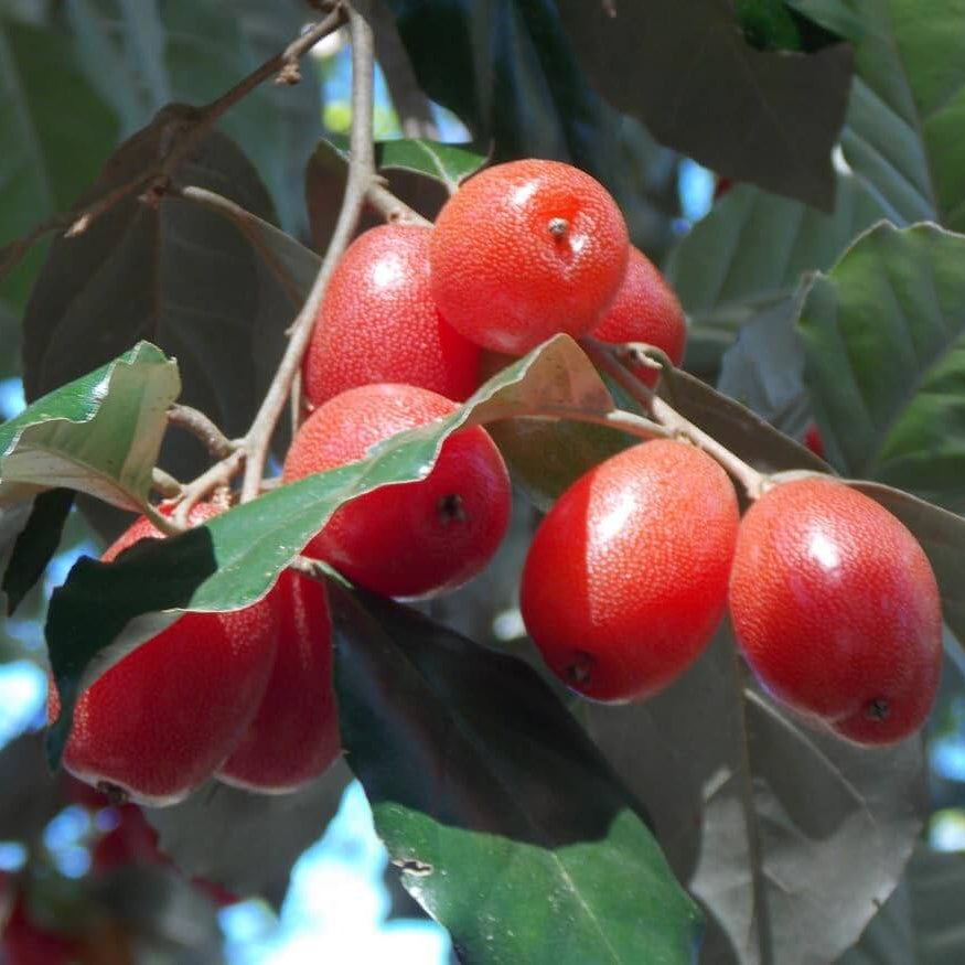 Goumi Bush Seeds for Planting