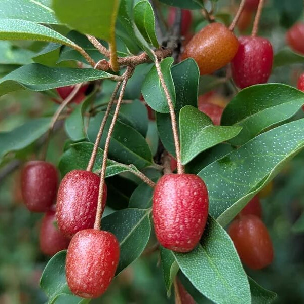 Goumi Bush Seeds for Planting