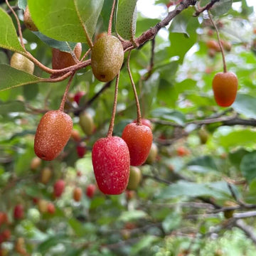 Goumi Bush Seeds for Planting