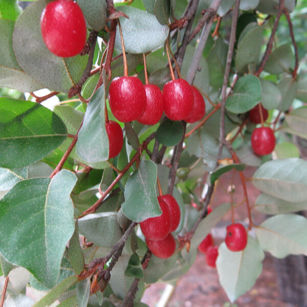 Goumi Seeds