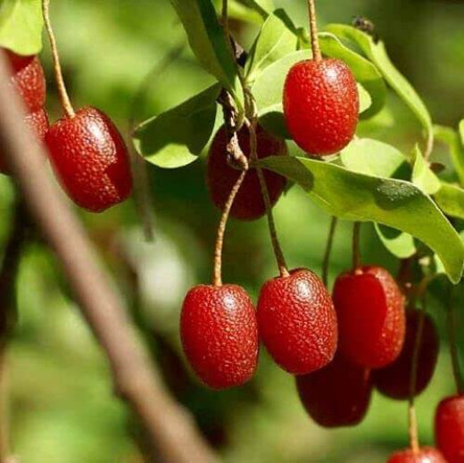 Goumi Seeds