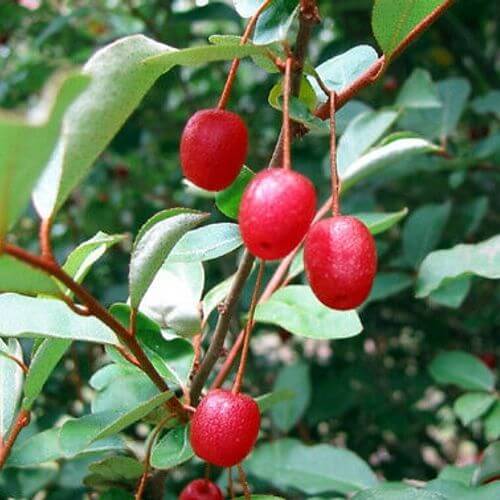 Goumi Seeds