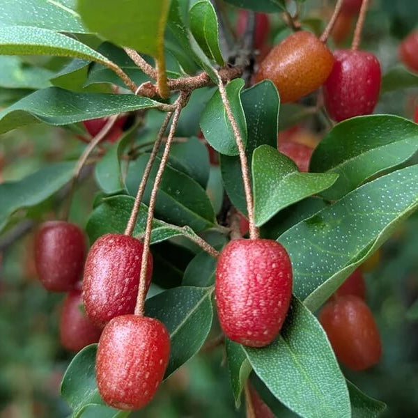 Goumi Seeds