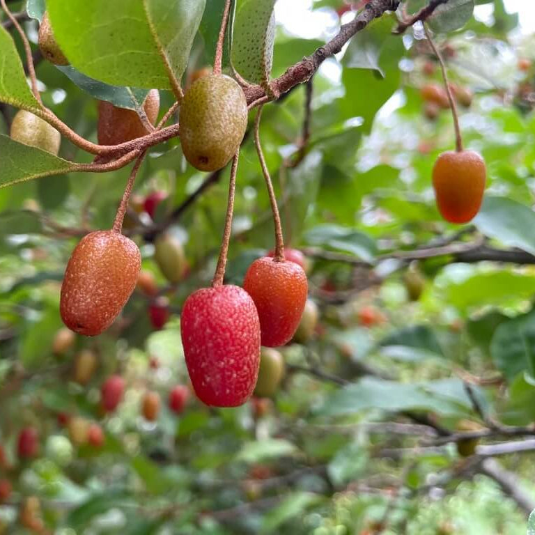 Goumi Seeds