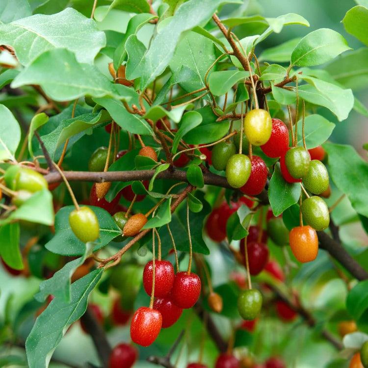 Goumi Seeds