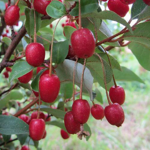 Goumi Seeds