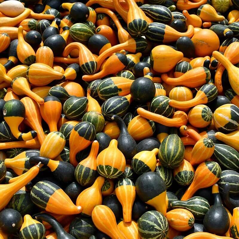 Gourd Seeds – Orange Black Ornamental 