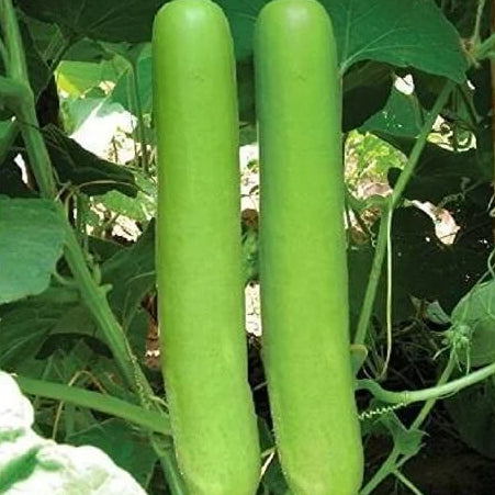 Gourd Seeds – Green Bottle