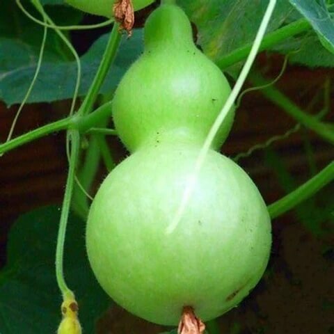 Gourd Seeds – Green Birdhouse 
