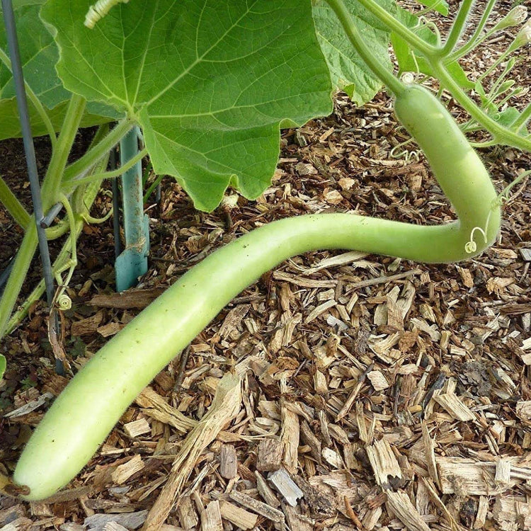 Gourd Seeds – Green Cucuzzi 