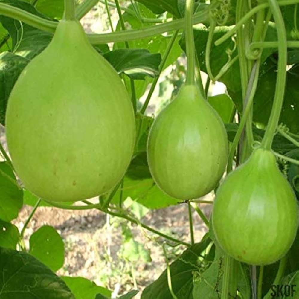 Gourd Seeds – Apple
