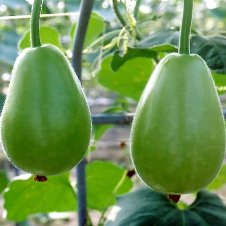 Gourd Seeds – Apple
