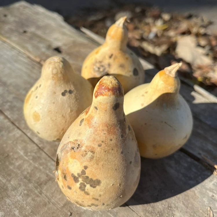Gourd Seeds – Banjo
