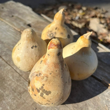 Gourd Seeds – Banjo
