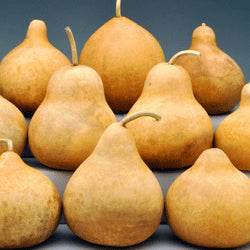 Gourd Seeds – Banjo
