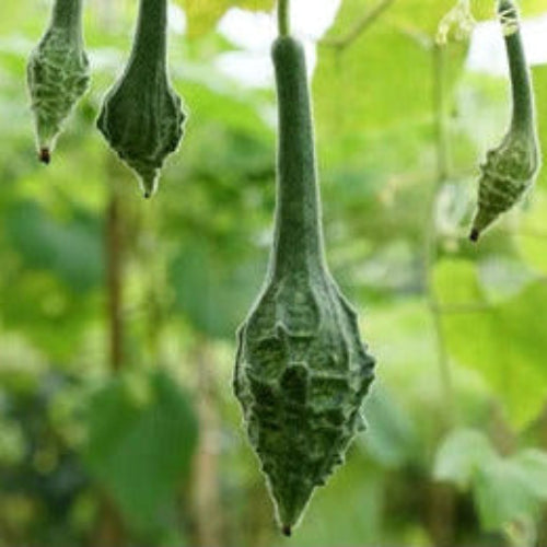 Gourd Seeds – Caveman's Club

