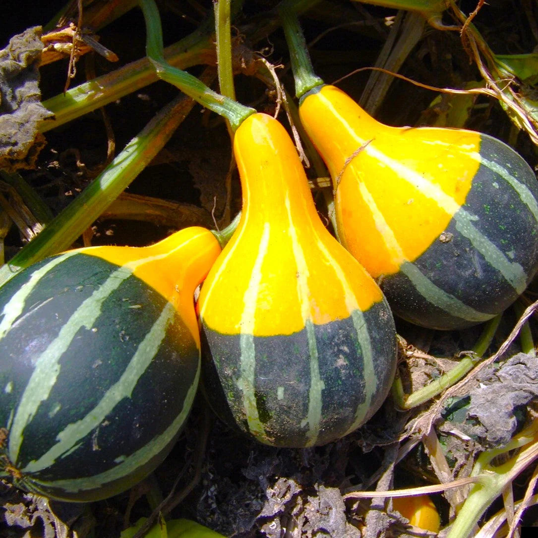 Gourd Seeds – Goblin Eggs
