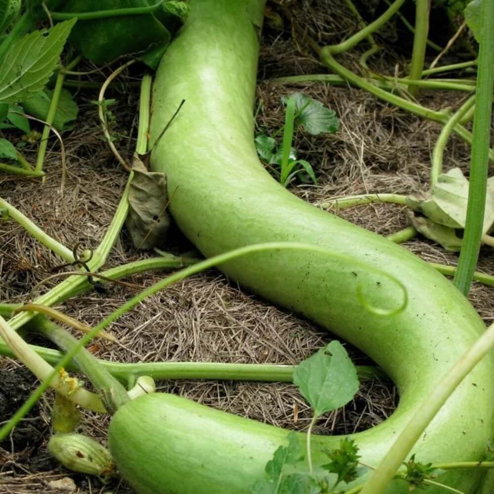 Green Cucuzzi Gourd Seeds | Garden Gourd Vegetable Planting
