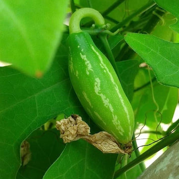 Gourd Seeds – Ivy 