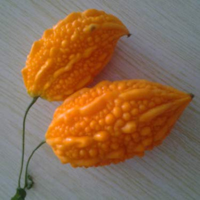 Gourd Seeds – Orange Bitter 