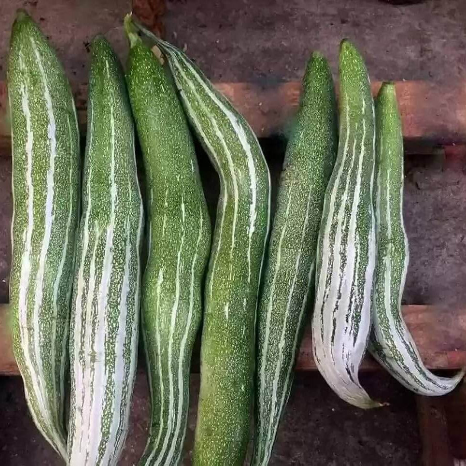 Gourd Seeds – Thai Short Snake 