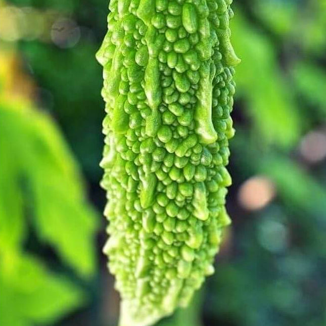 Gourd Seeds – Bitter Melon 