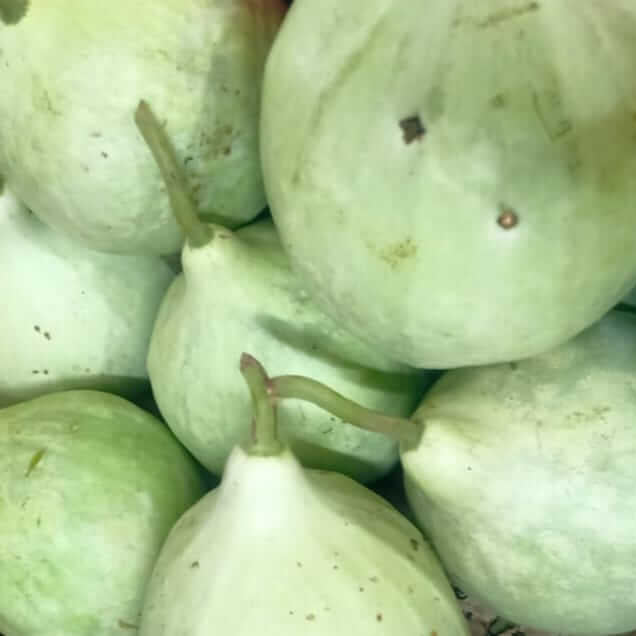 Gourd Seeds – White Bottle 