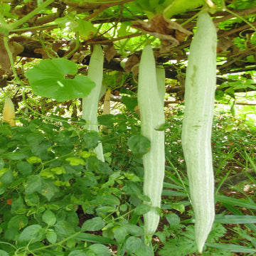 Gourd Seeds – White Long Snake