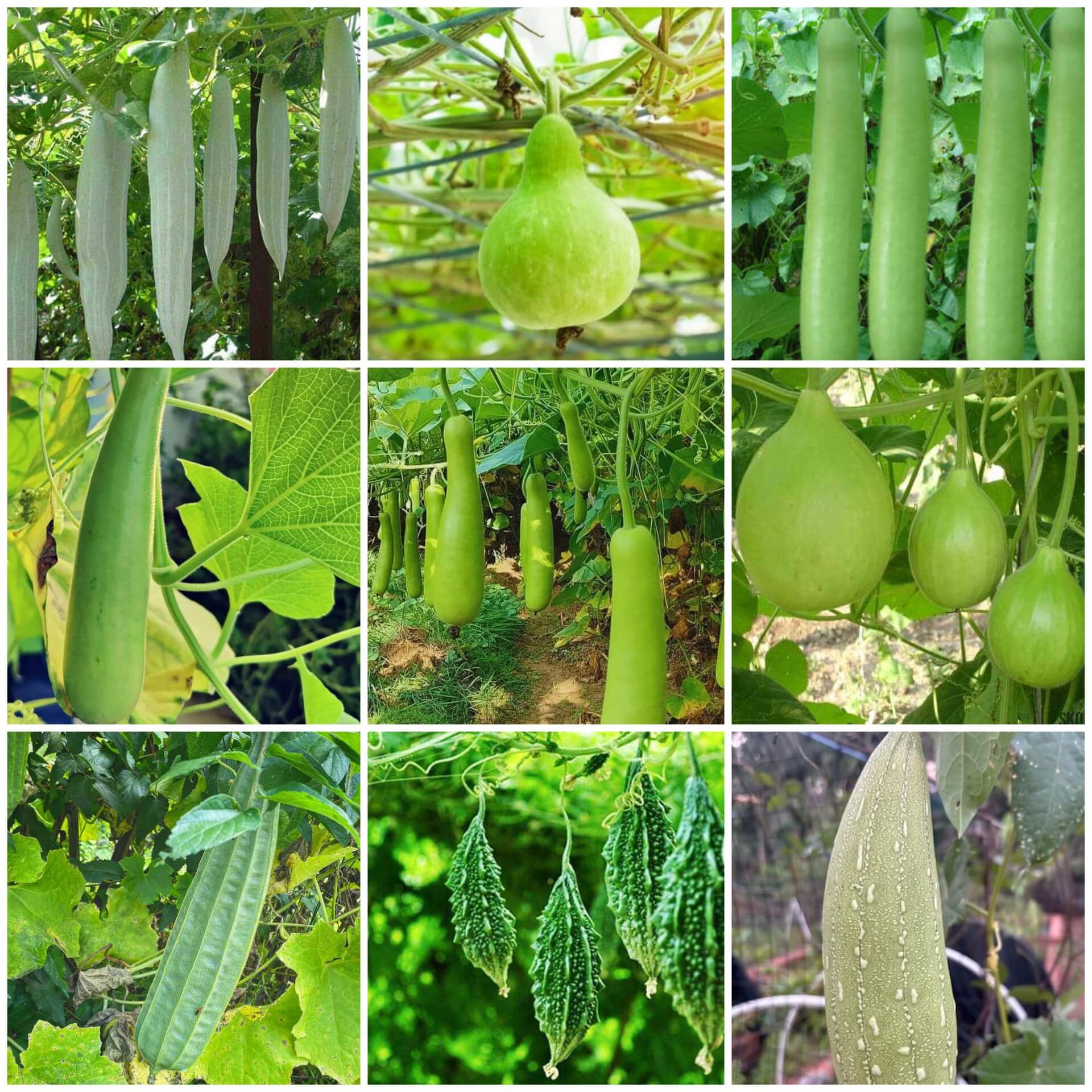 Gourd Seeds - All In One For Home Gardens
