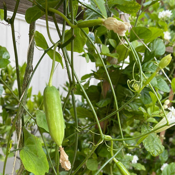 Gourd Seeds - All In One For Home Gardens