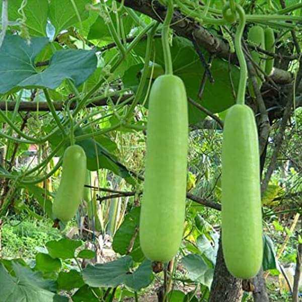 Gourd Seeds - All In One For Home Gardens