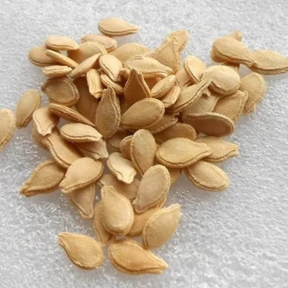 Gourd Seeds - All In One For Home Gardens