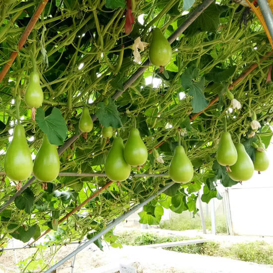 Gourd Seeds - All In One For Home Gardens