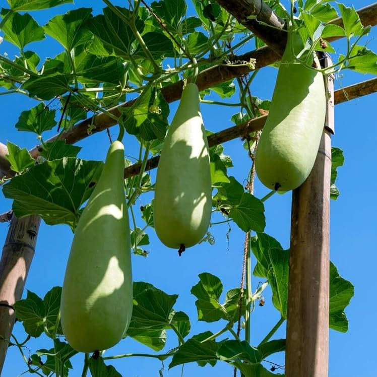 Gourd Seeds - Giant Zucca
