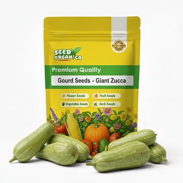 Gourd Seeds - Giant Zucca
