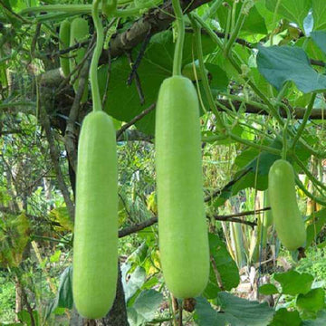 Gourd Seeds - Vegetable Plant for Home Gardens
