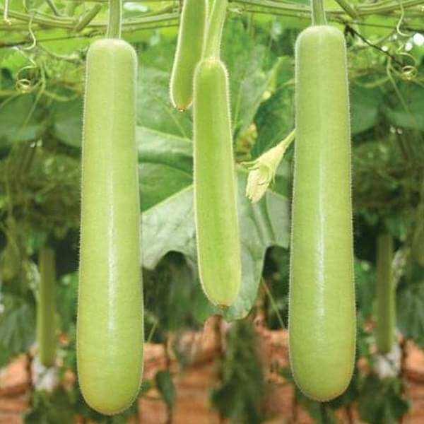 Gourd Seeds - Vegetable Plant for Home Gardens