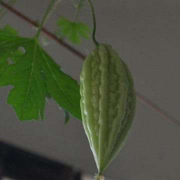 Gourd Seeds – Arka Harit