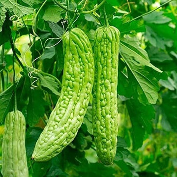 Gourd Seeds – Bitter Melon 