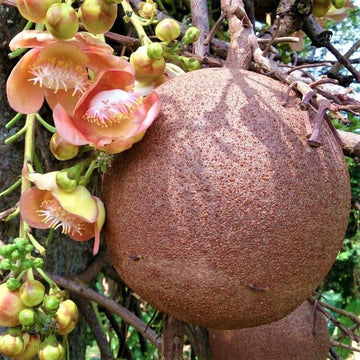 Gourd Seeds – Cannonball