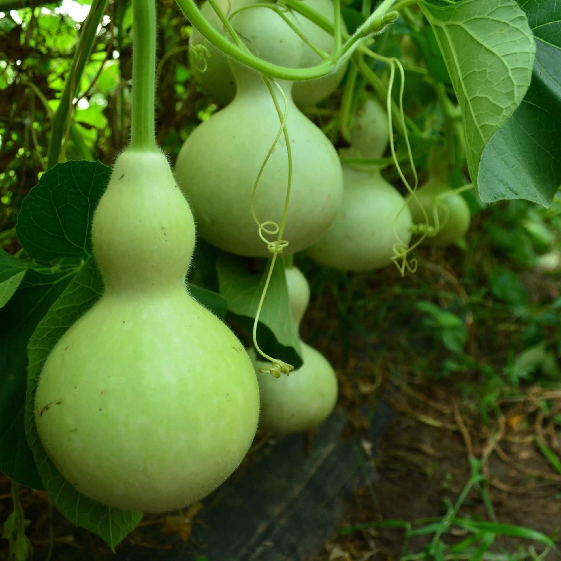 Gourd Seeds – Green Birdhouse 