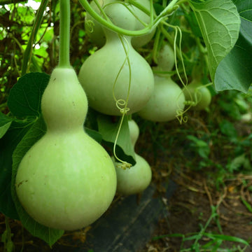 Gourd Seeds – Green Birdhouse 