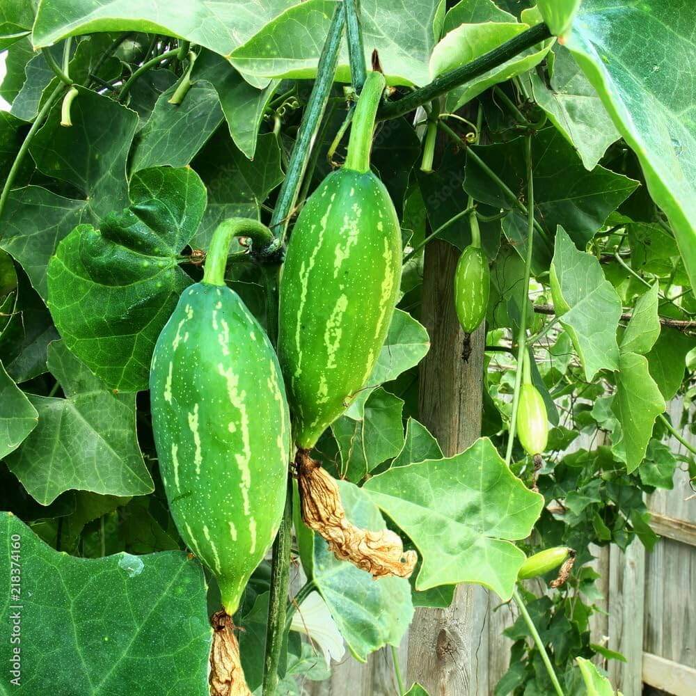 Gourd Seeds – Ivy 