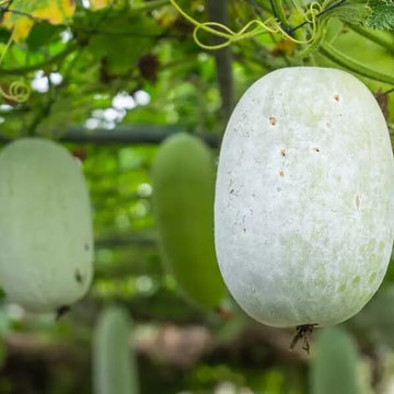 Gourd Seeds – Melon