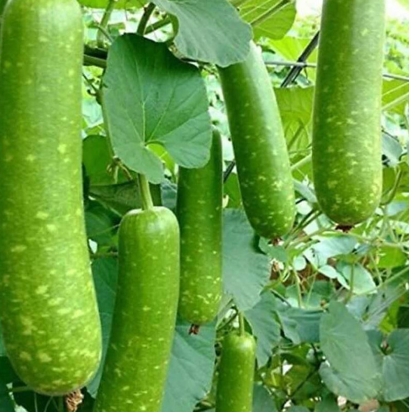 Gourd Seeds – Splorias Bottle 