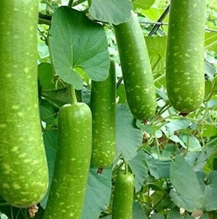 Gourd Seeds – Vietnamese 