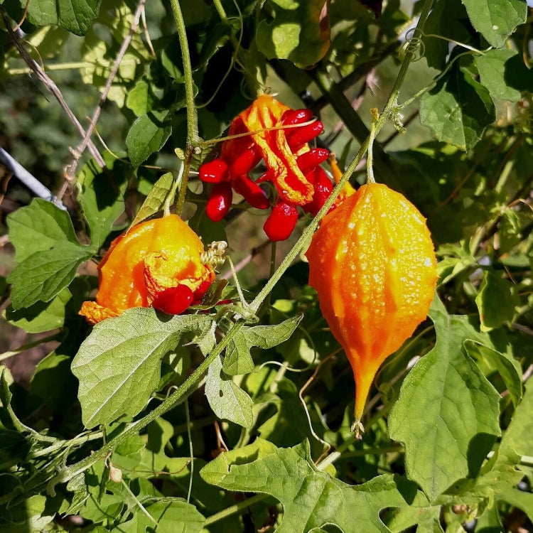Gourd Seeds – Yellow Bitter 