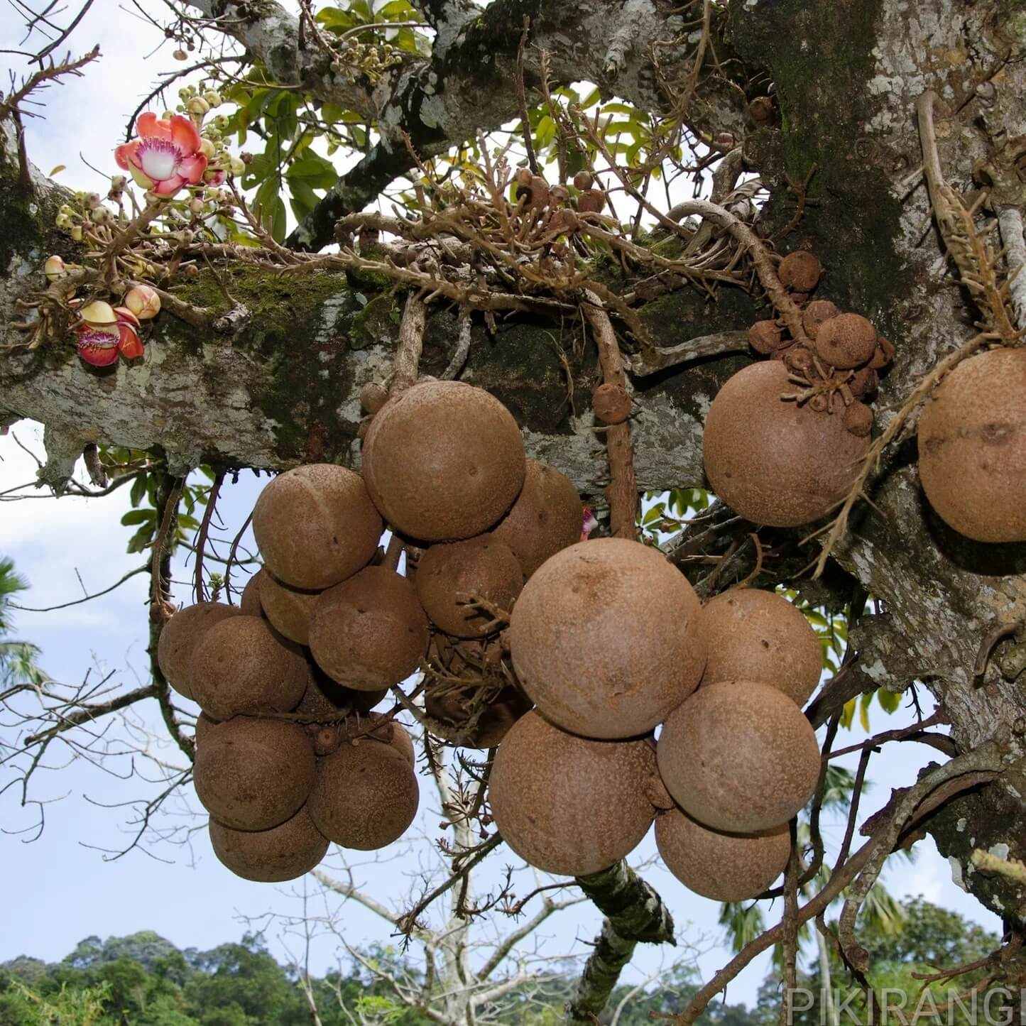 Gourd Seeds – Cannonball