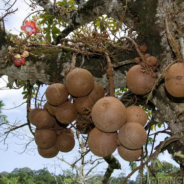 Gourd Seeds – Cannonball