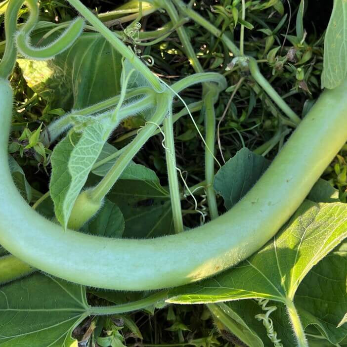 Gourd Seeds – Cucuzzi YEGAOL